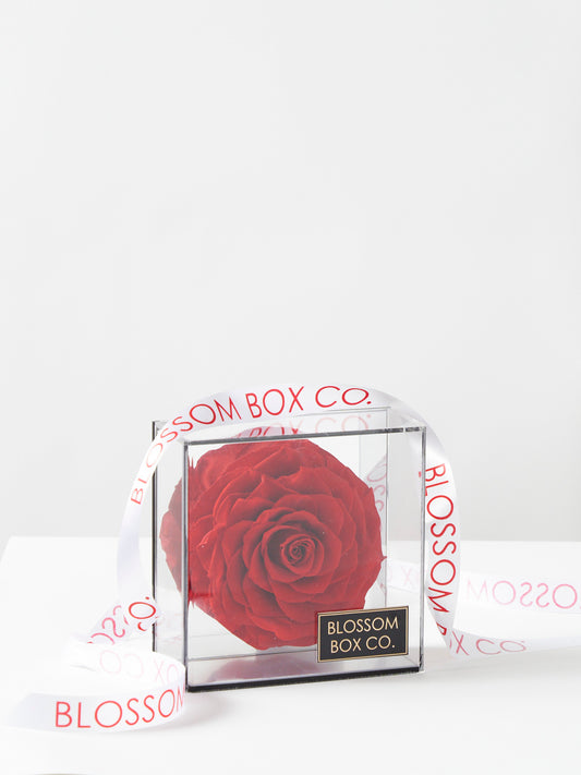 Deluxe Preserved Rose Case