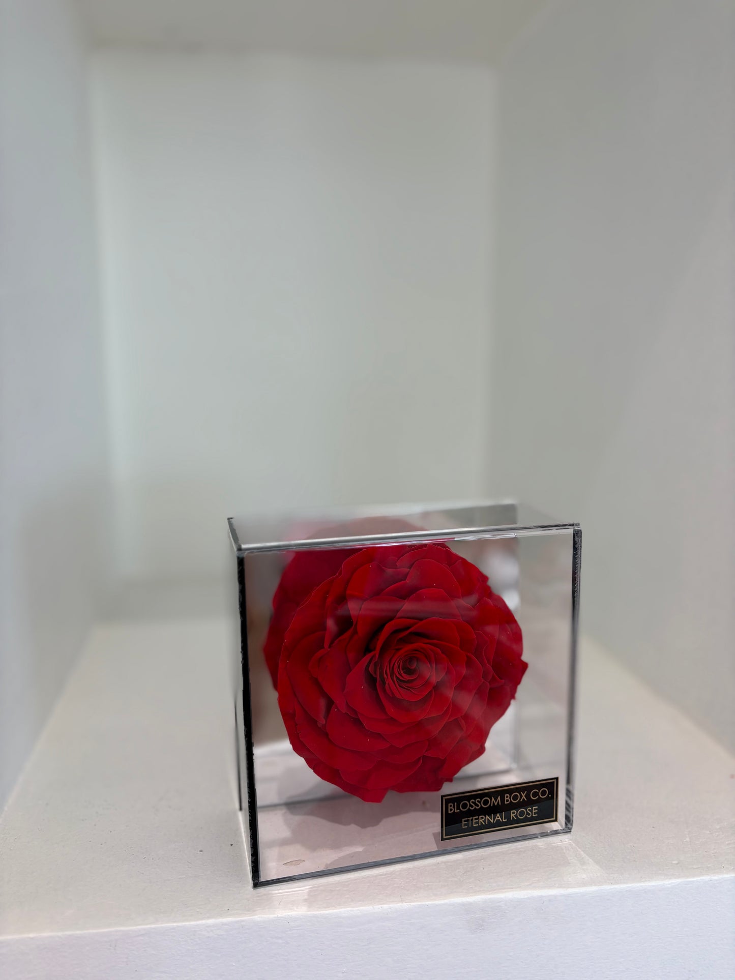 Single preserved rose in acrylic box