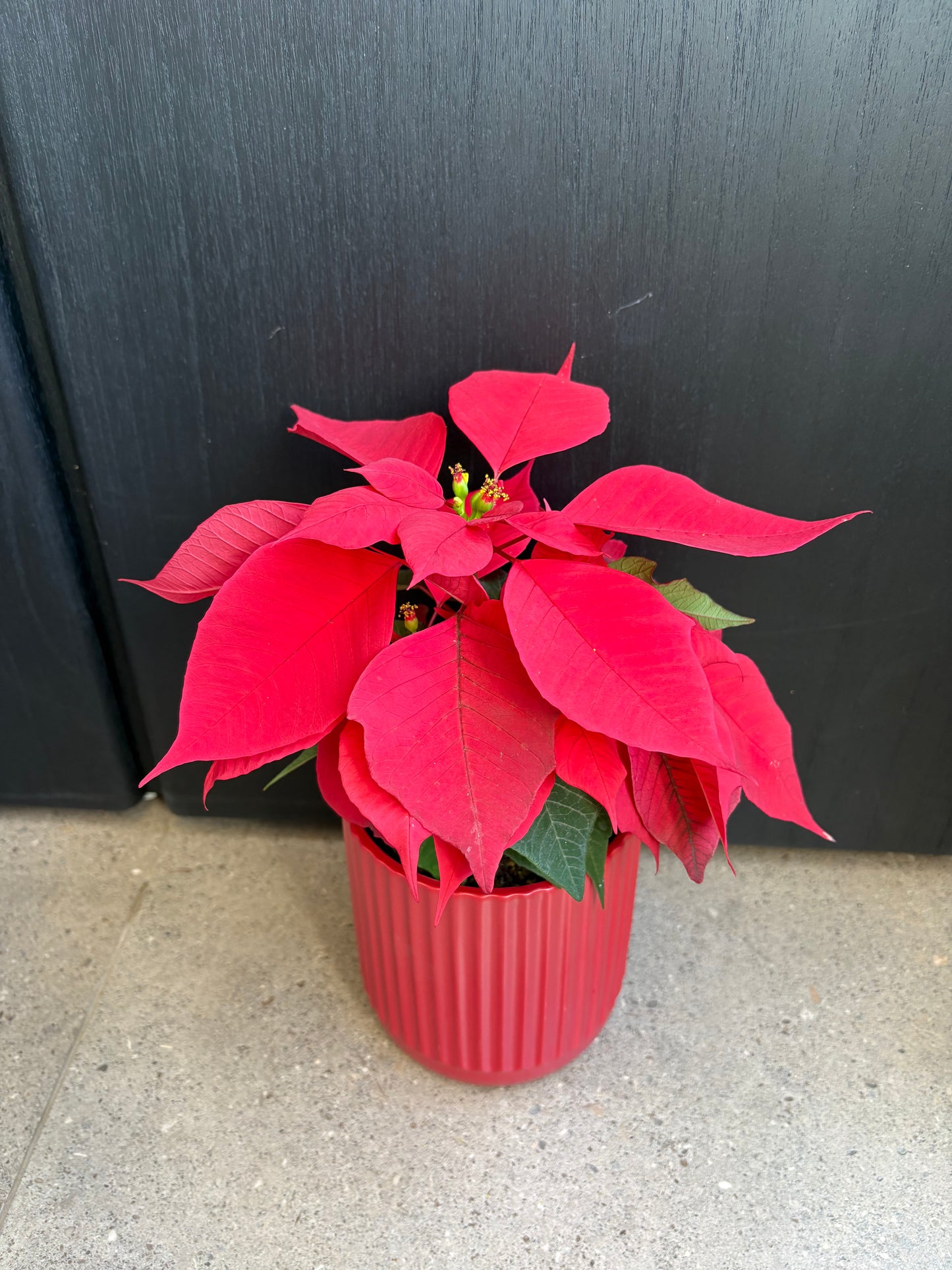 Christmas Poinsettia