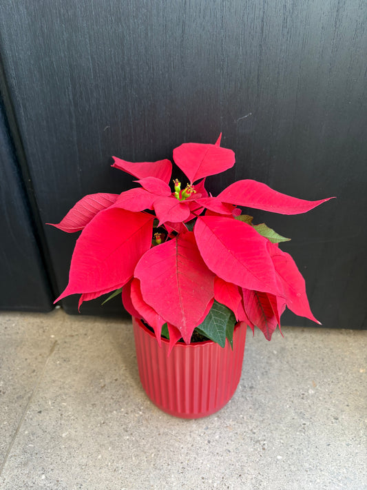 Christmas Poinsettia