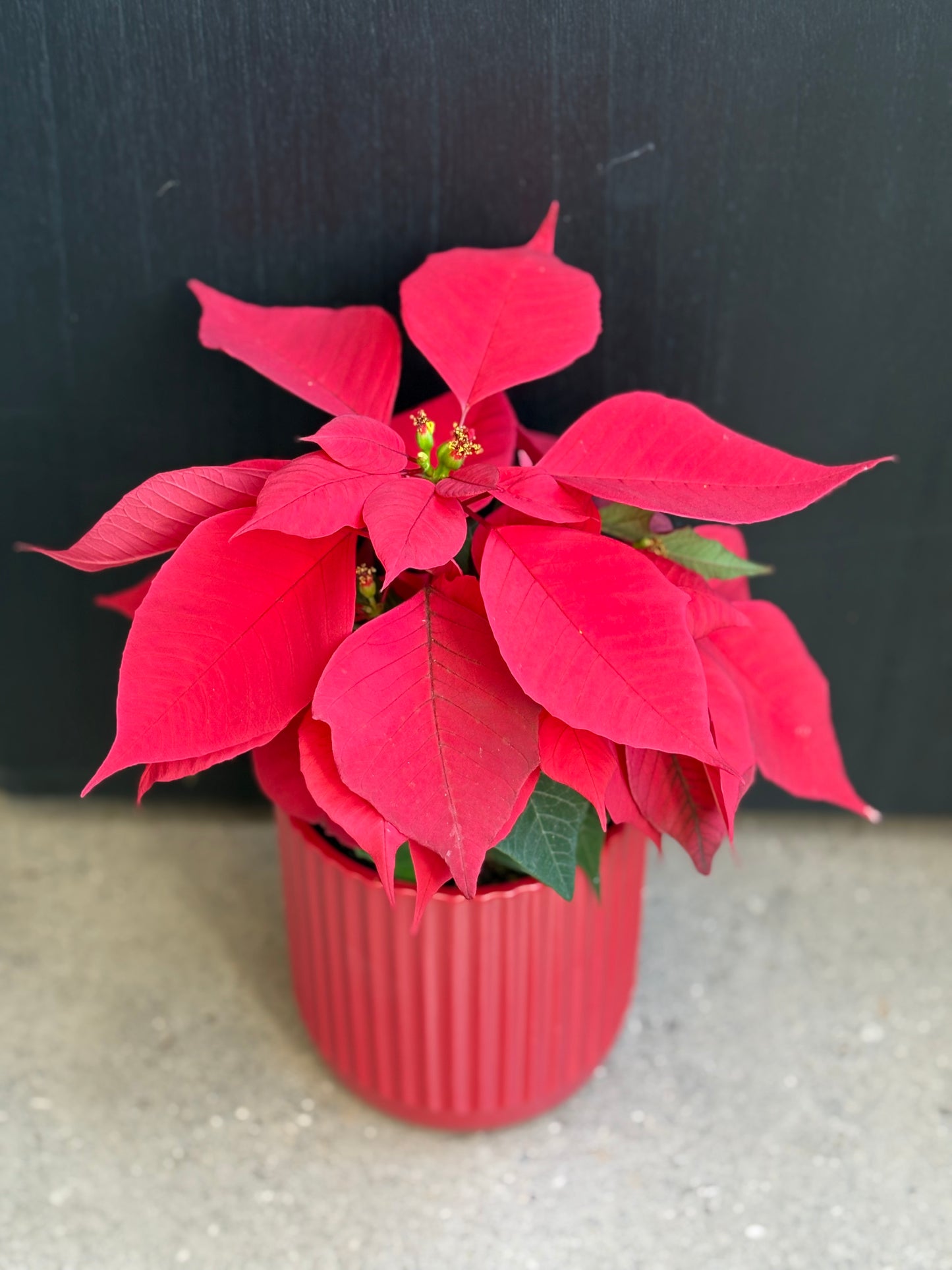 Christmas Poinsettia