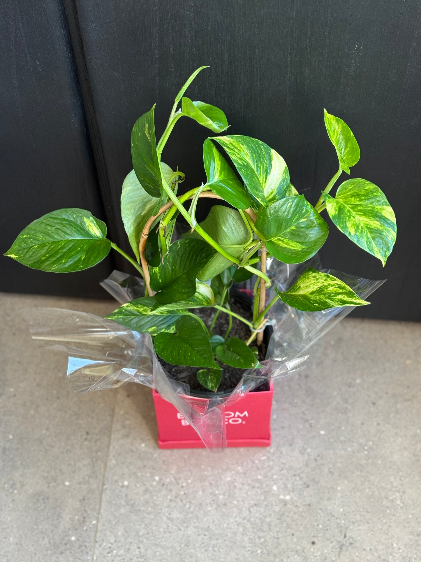 Christmas Golden Pothos